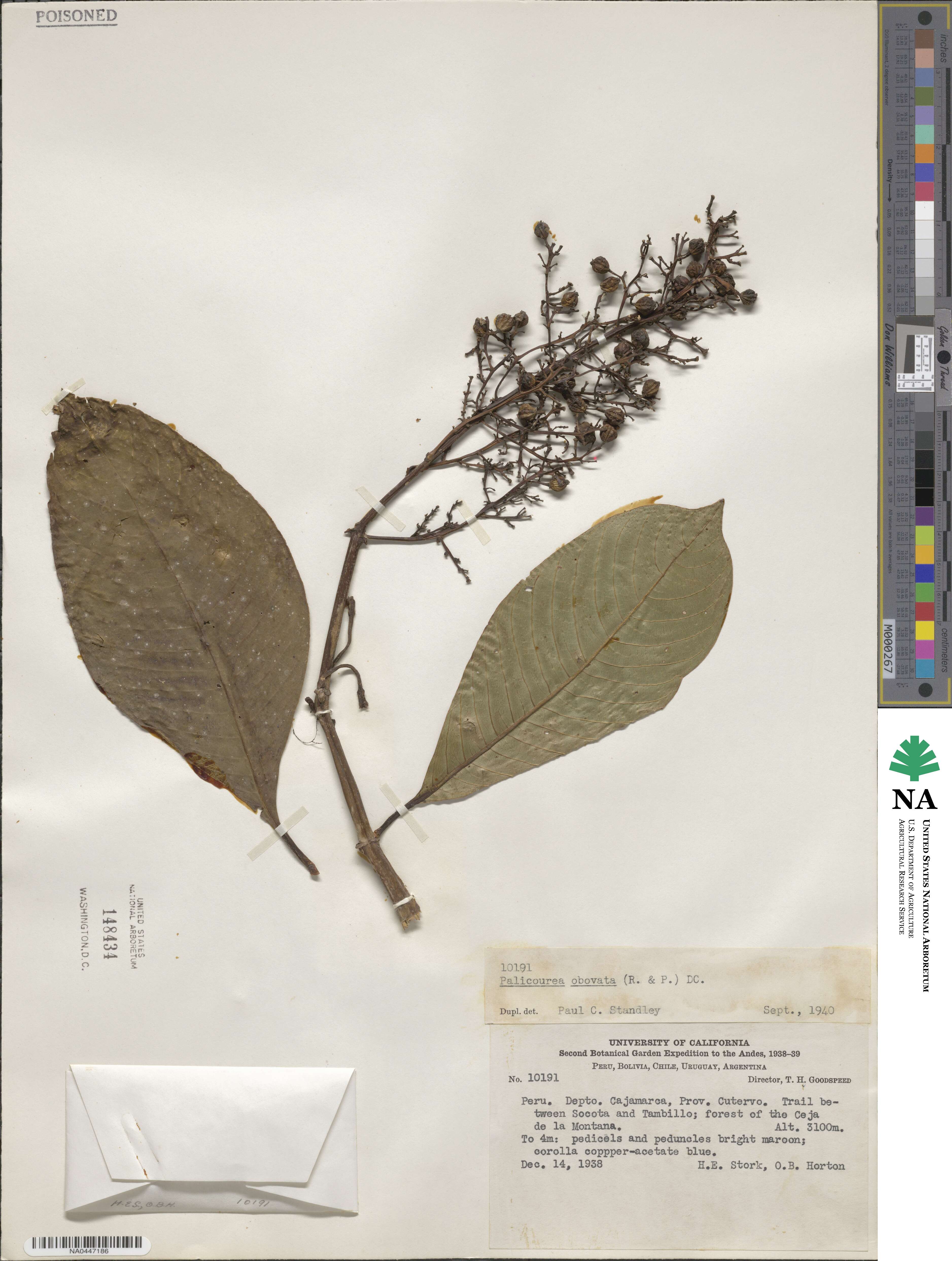 Palicourea obovata image