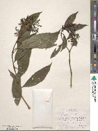 Palicourea angustifolia image