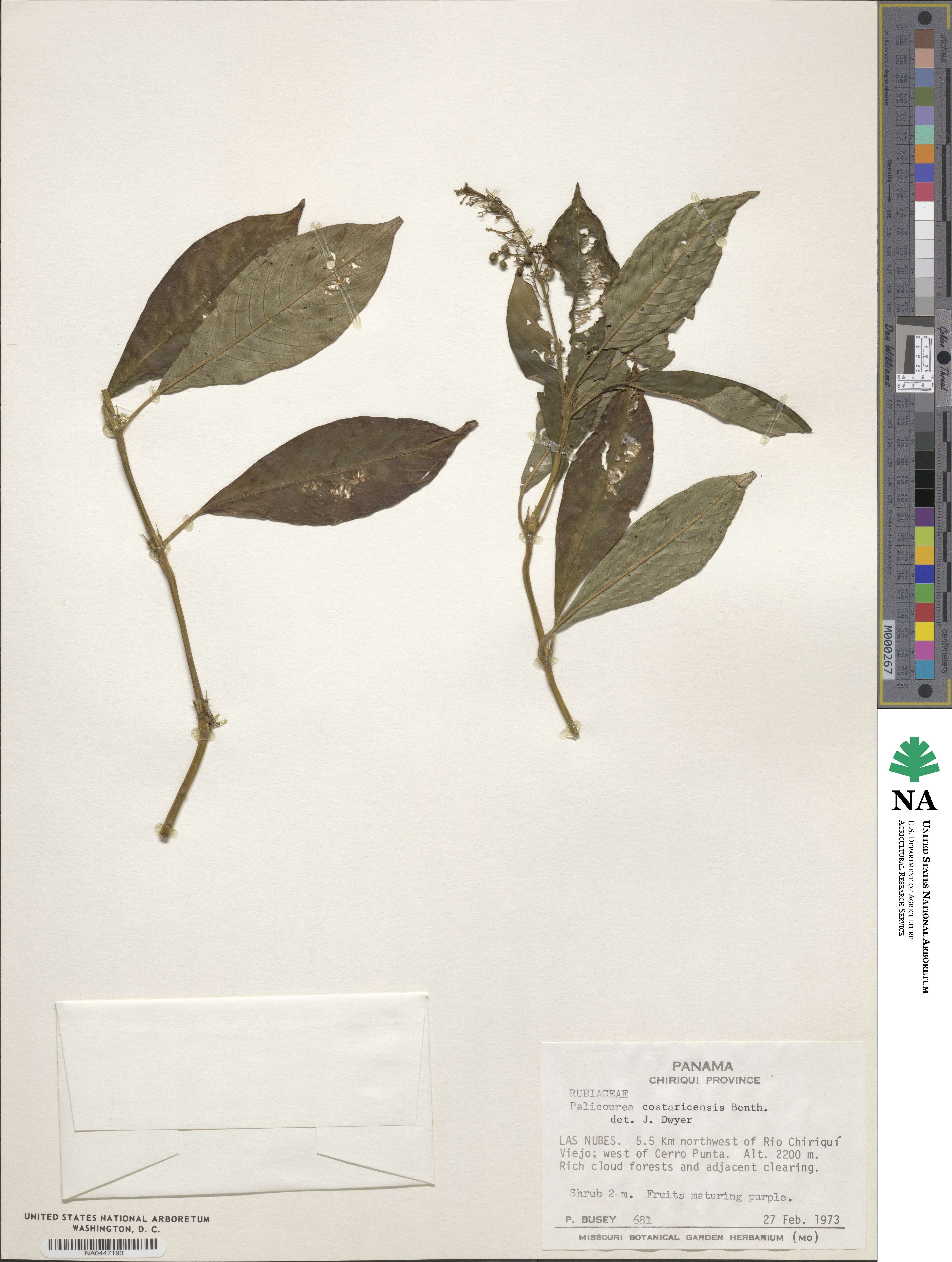Palicourea padifolia image