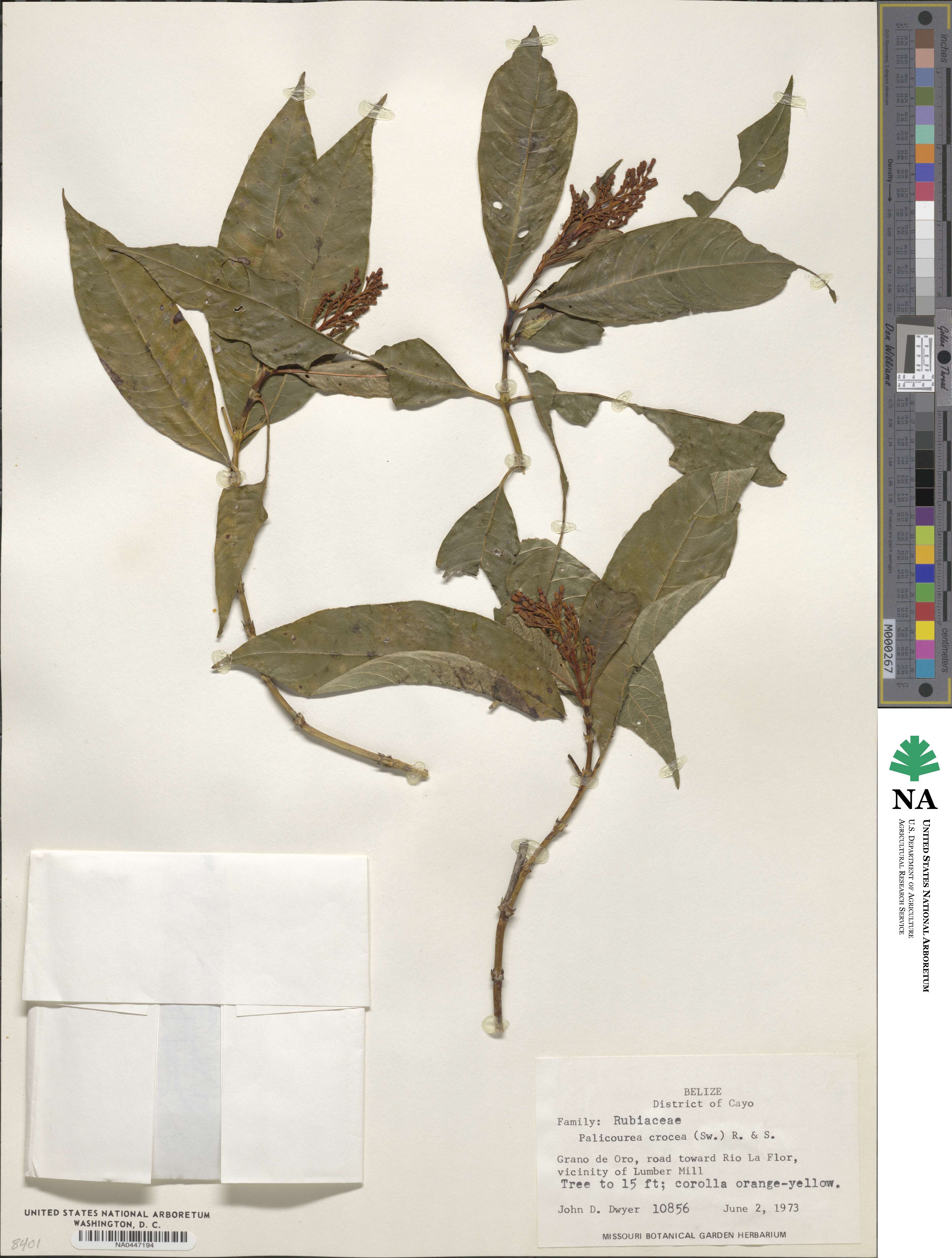 Palicourea crocea image
