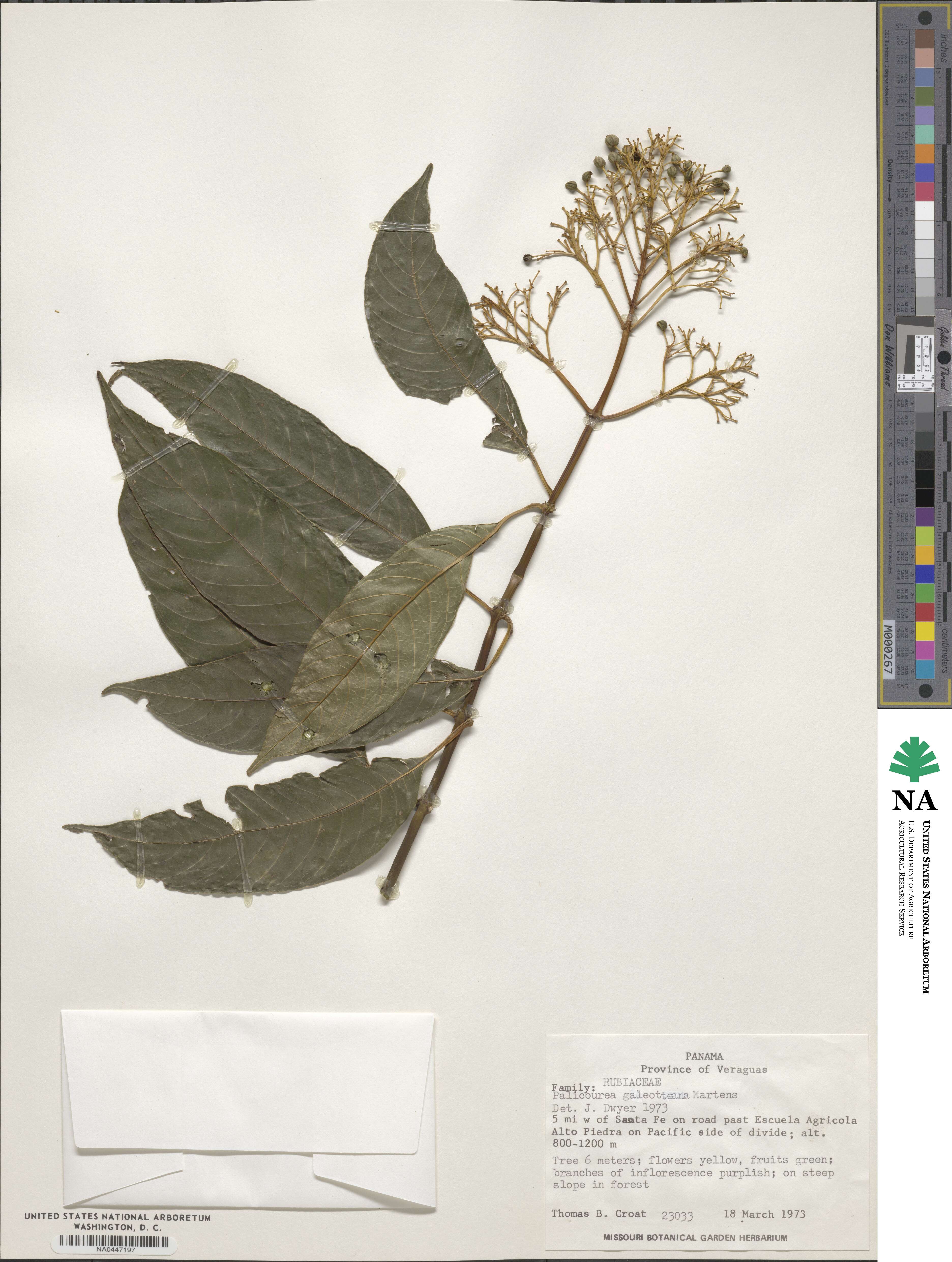 Palicourea galeottiana image