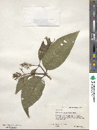 Palicourea guianensis image