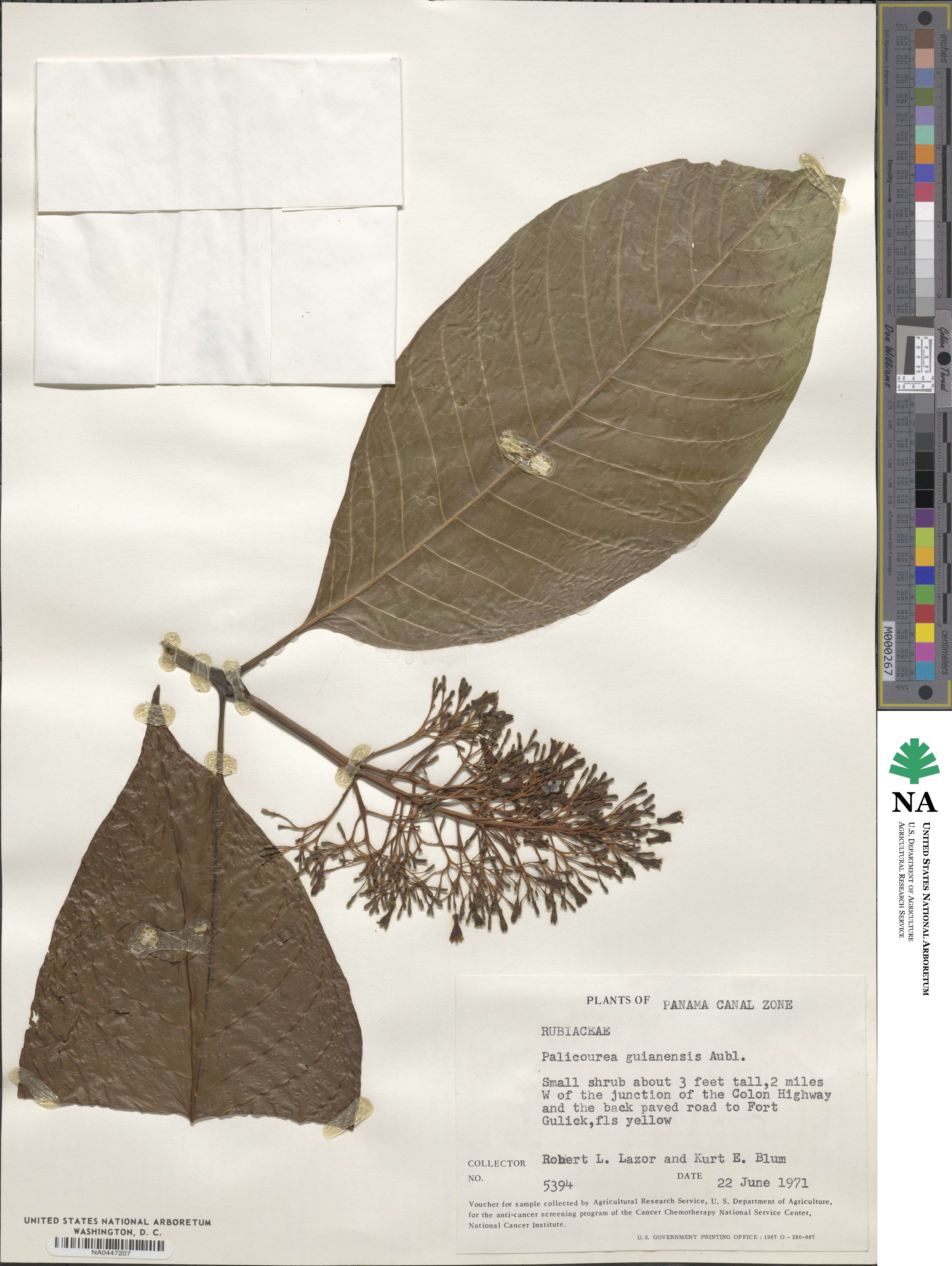 Palicourea guianensis image