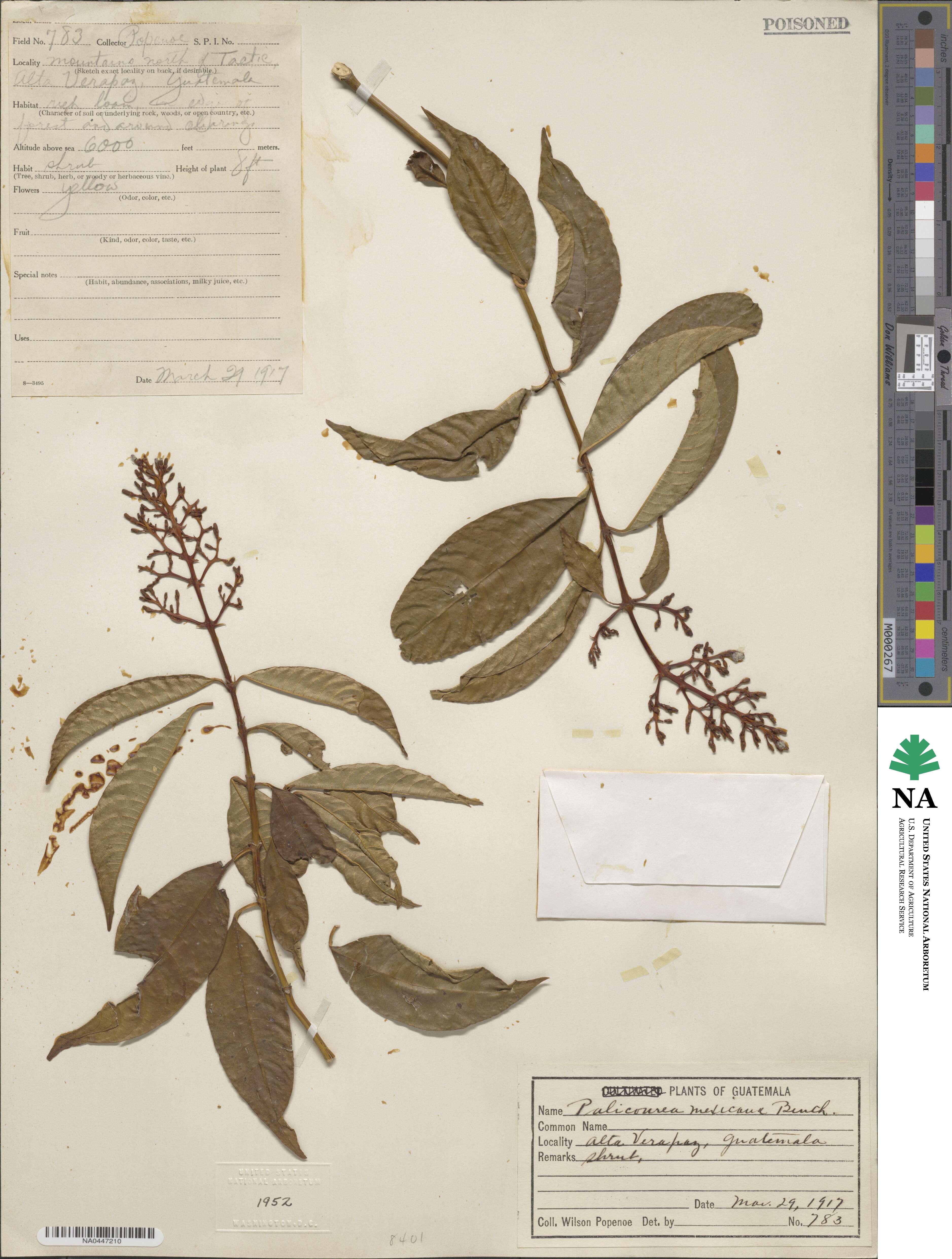 Palicourea padifolia image