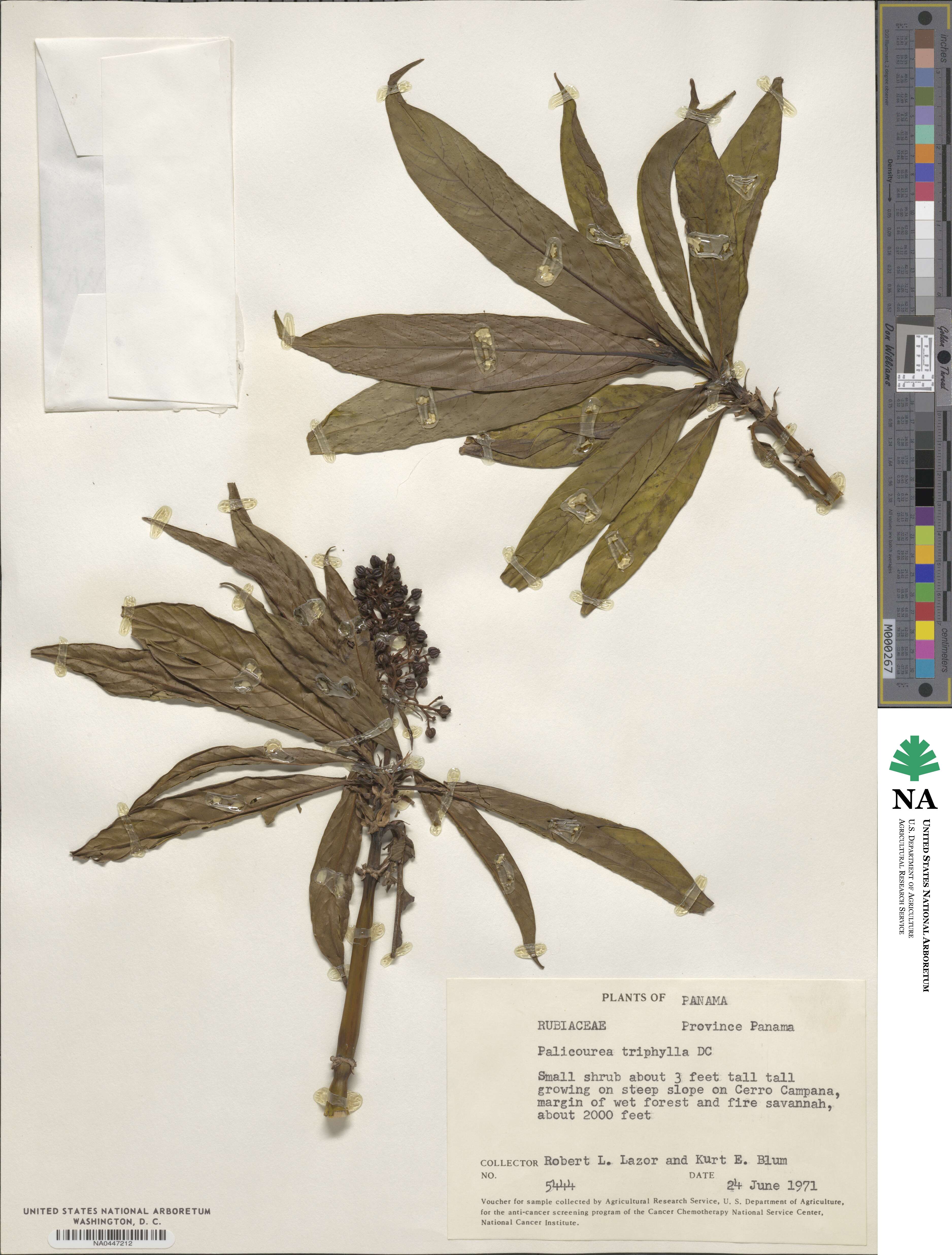 Palicourea triphylla image