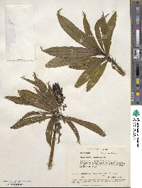 Palicourea triphylla image