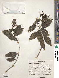 Palicourea angustifolia image