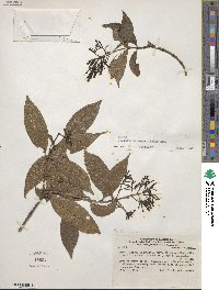 Palicourea angustifolia image