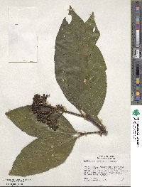 Palicourea lasiantha image