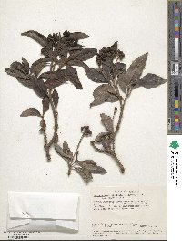 Psychotria mahonii image