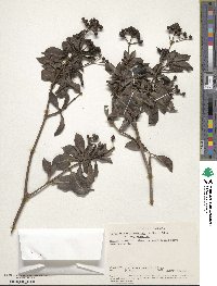 Psychotria mahonii image