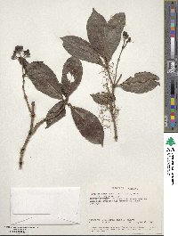 Psychotria mahonii image