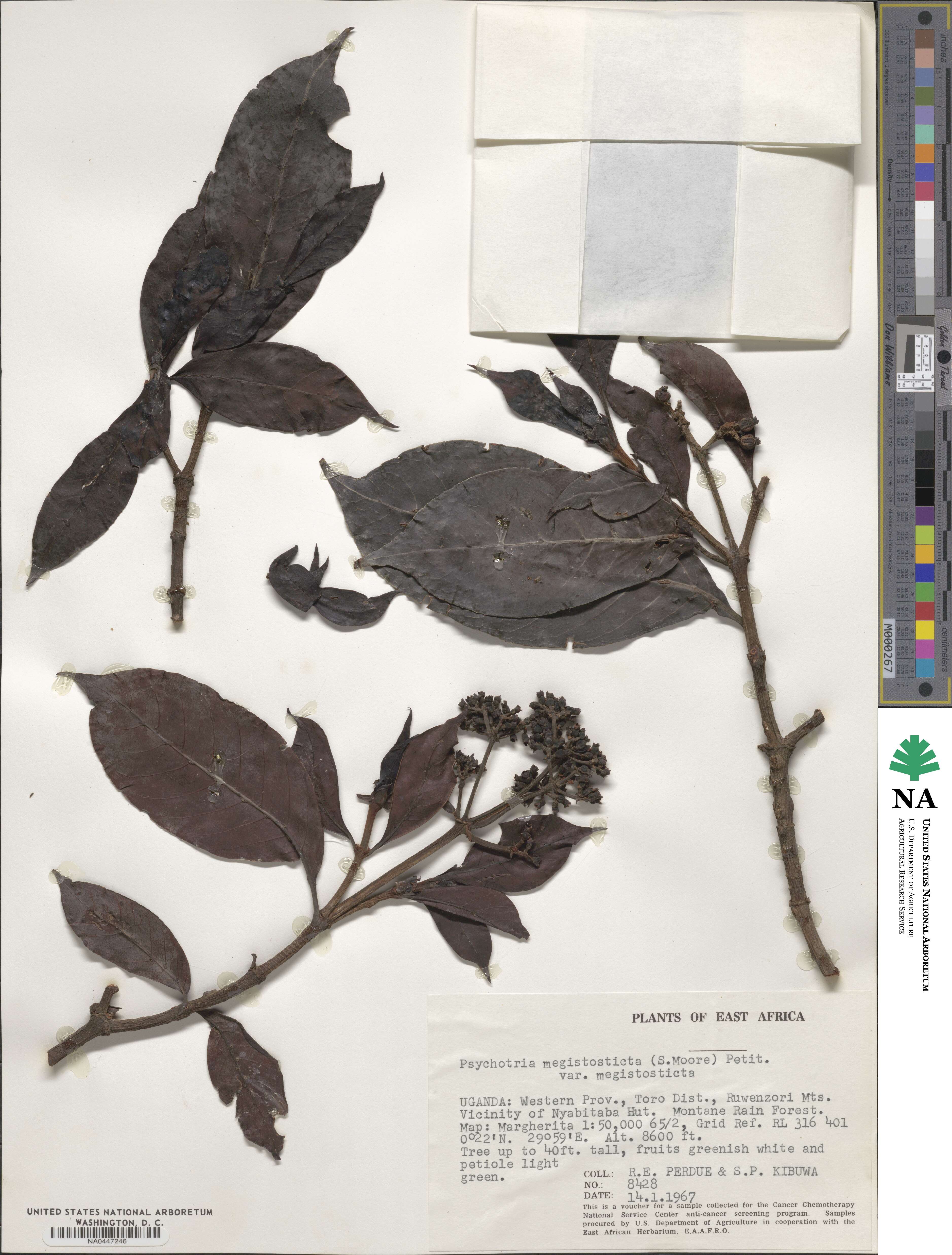 Psychotria mahonii image