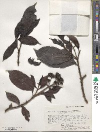 Psychotria mahonii image