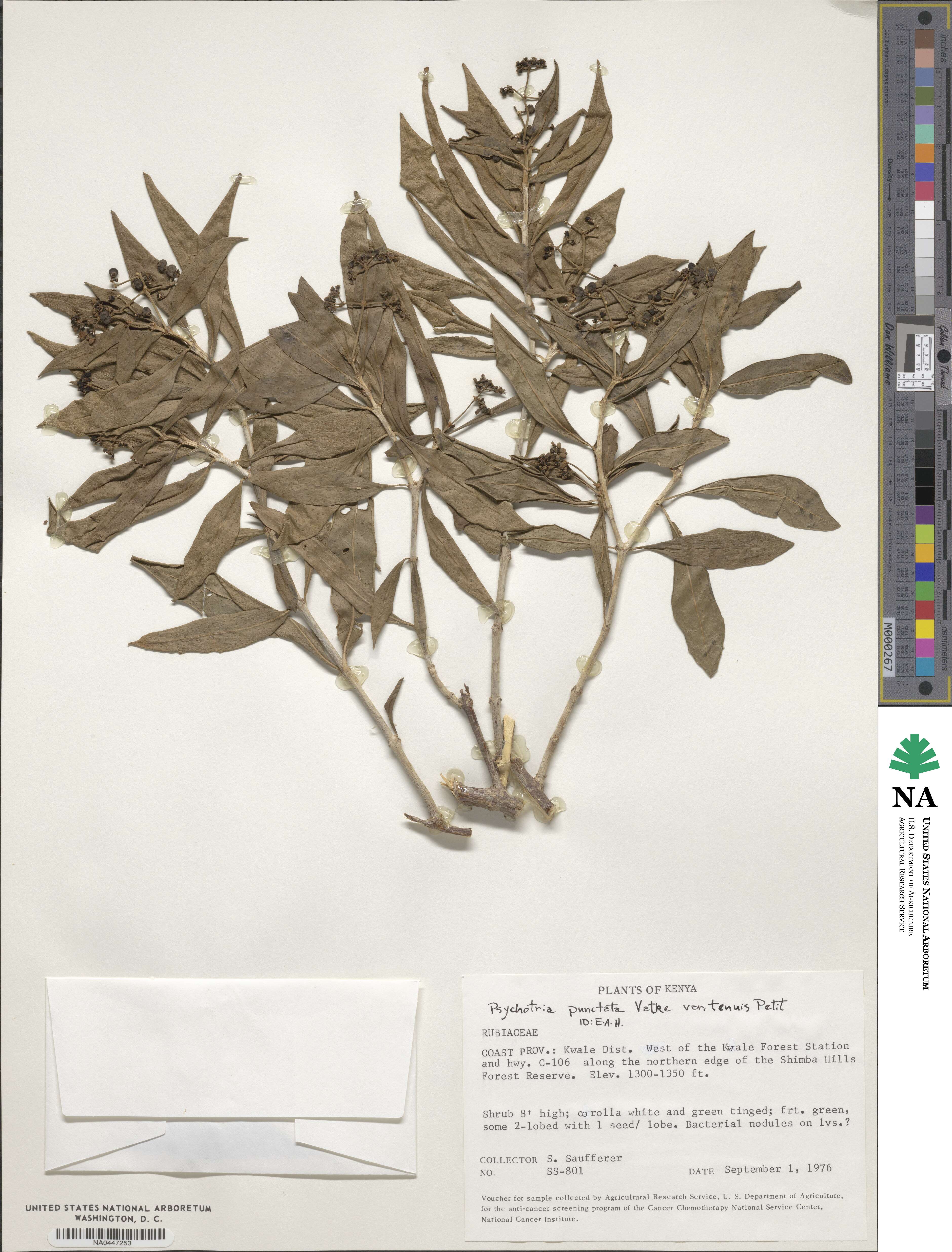 Psychotria punctata var. tenuis image