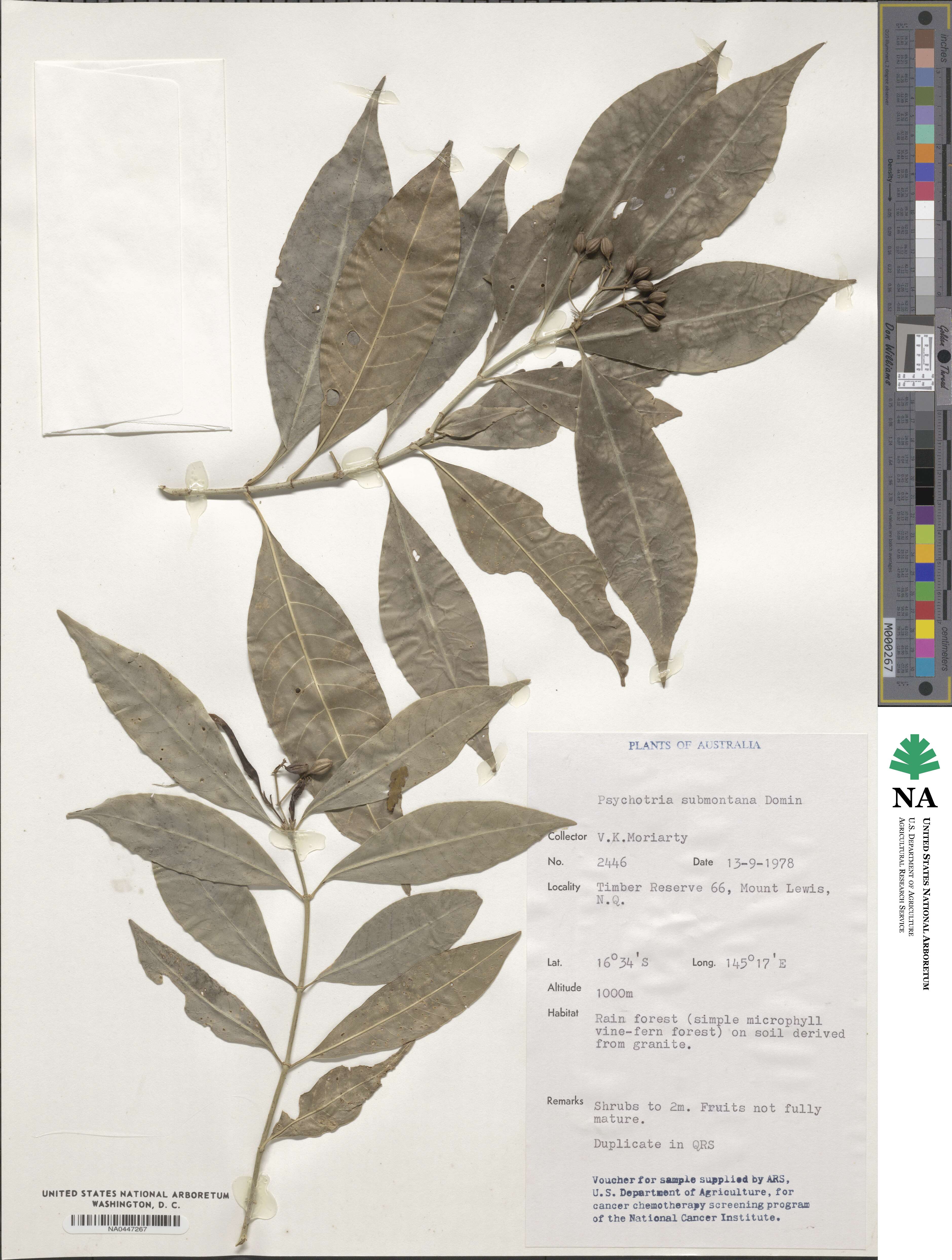 Psychotria submontana image