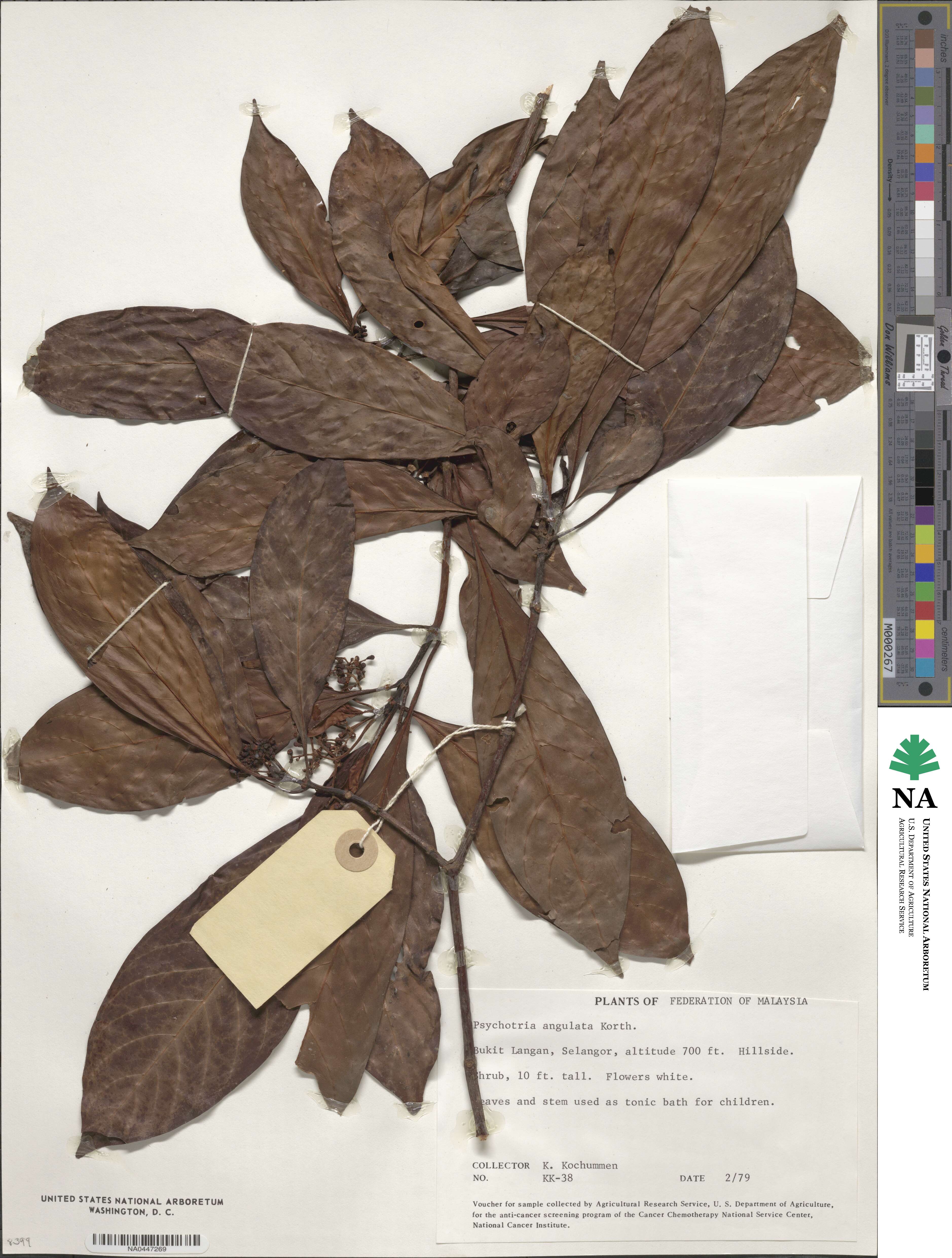 Psychotria angulata image