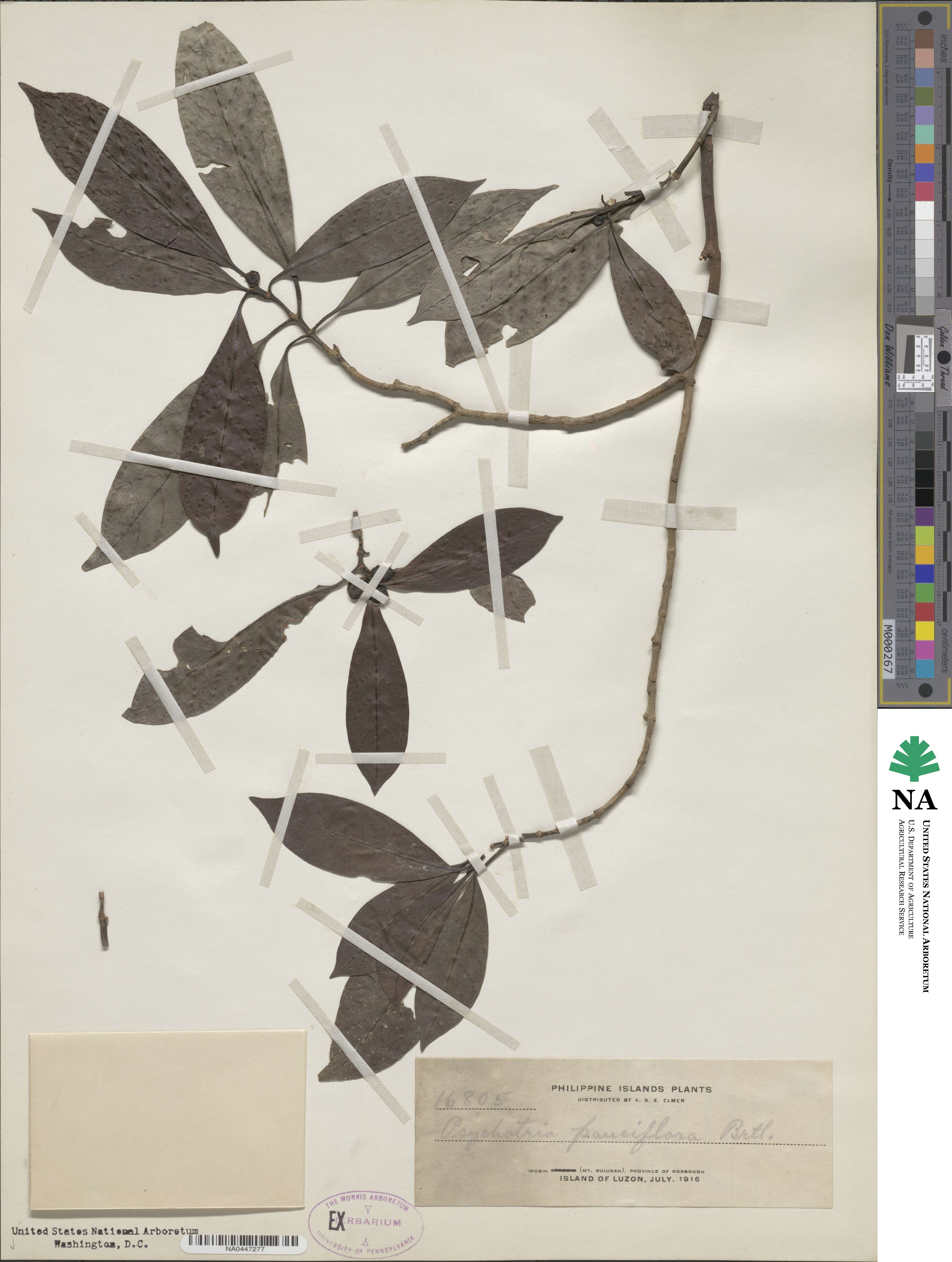 Psychotria pauciflora image