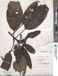 Psychotria leratii image