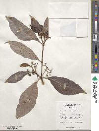 Psychotria nervosa image