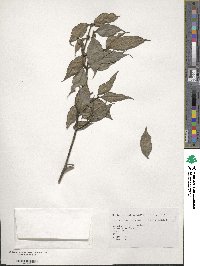 Lasianthus cyanocarpus image