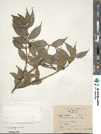 Lasianthus cyanocarpus image