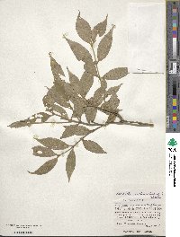 Lasianthus cyanocarpus image