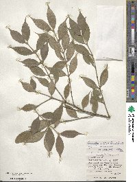 Lasianthus cyanocarpus image