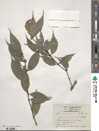 Lasianthus cyanocarpus image