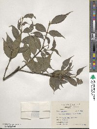 Lasianthus cyanocarpus image