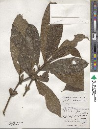 Lasianthus cyanocarpus image