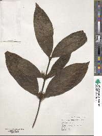 Lasianthus cyanocarpus image