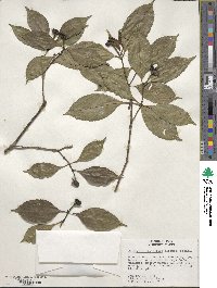 Palicourea flaviflora image