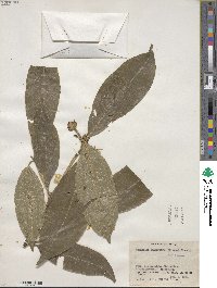 Palicourea flaviflora image