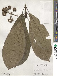 Palicourea pebasensis image