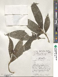 Palicourea tomentosa image