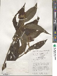 Palicourea tomentosa image