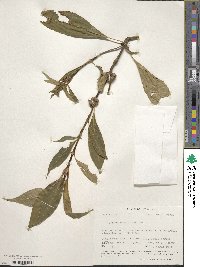 Palicourea axillaris image