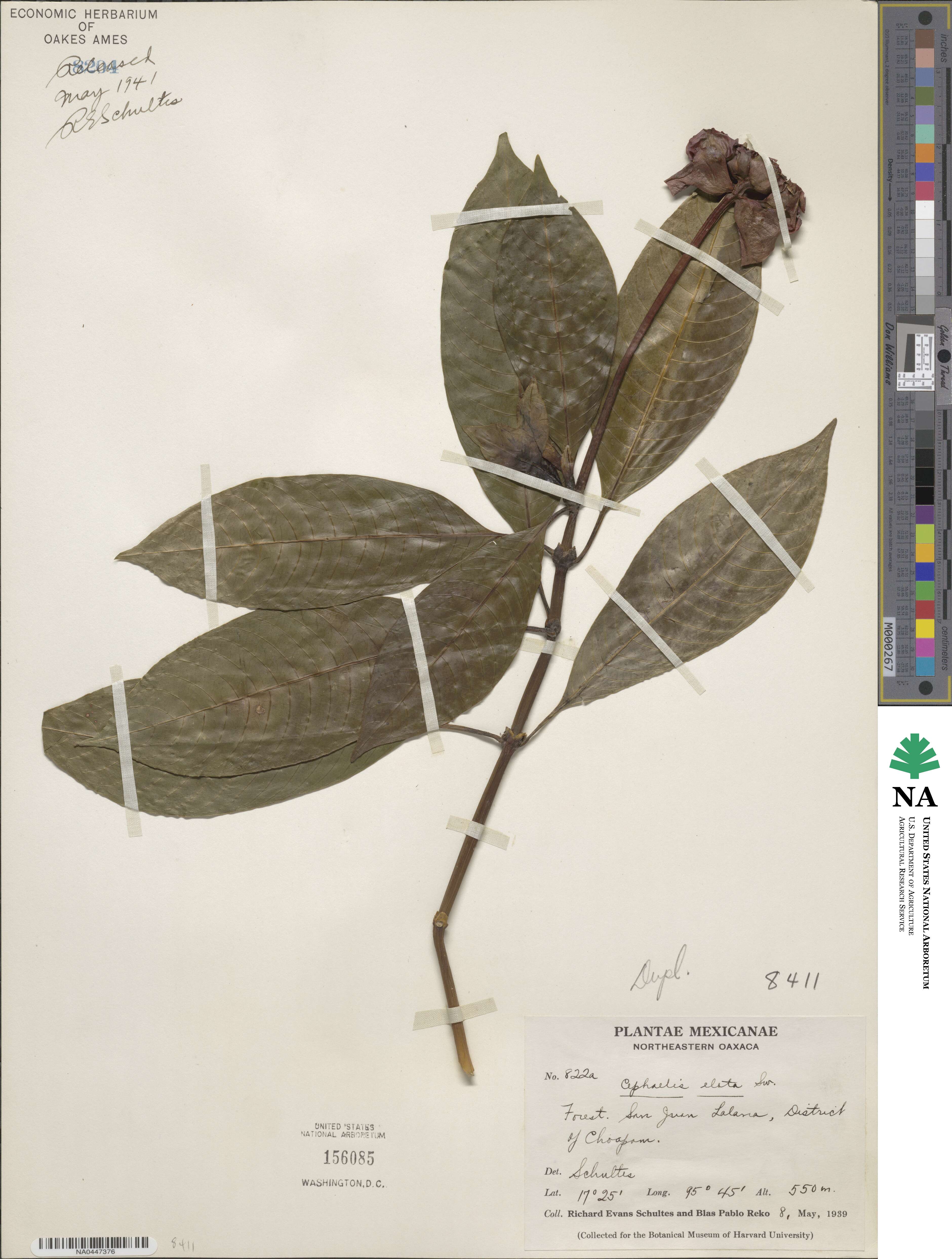 Palicourea elata image