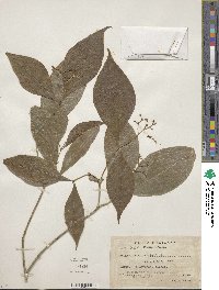 Rudgea cornifolia image