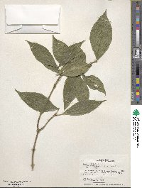 Rudgea cornifolia image