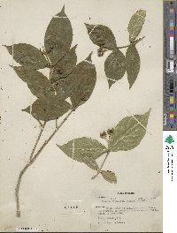 Rudgea cornifolia image