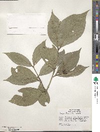 Rudgea cornifolia image