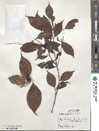 Image of Rudgea sessiliflora