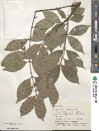 Lasianthus japonicus subsp. japonicus image