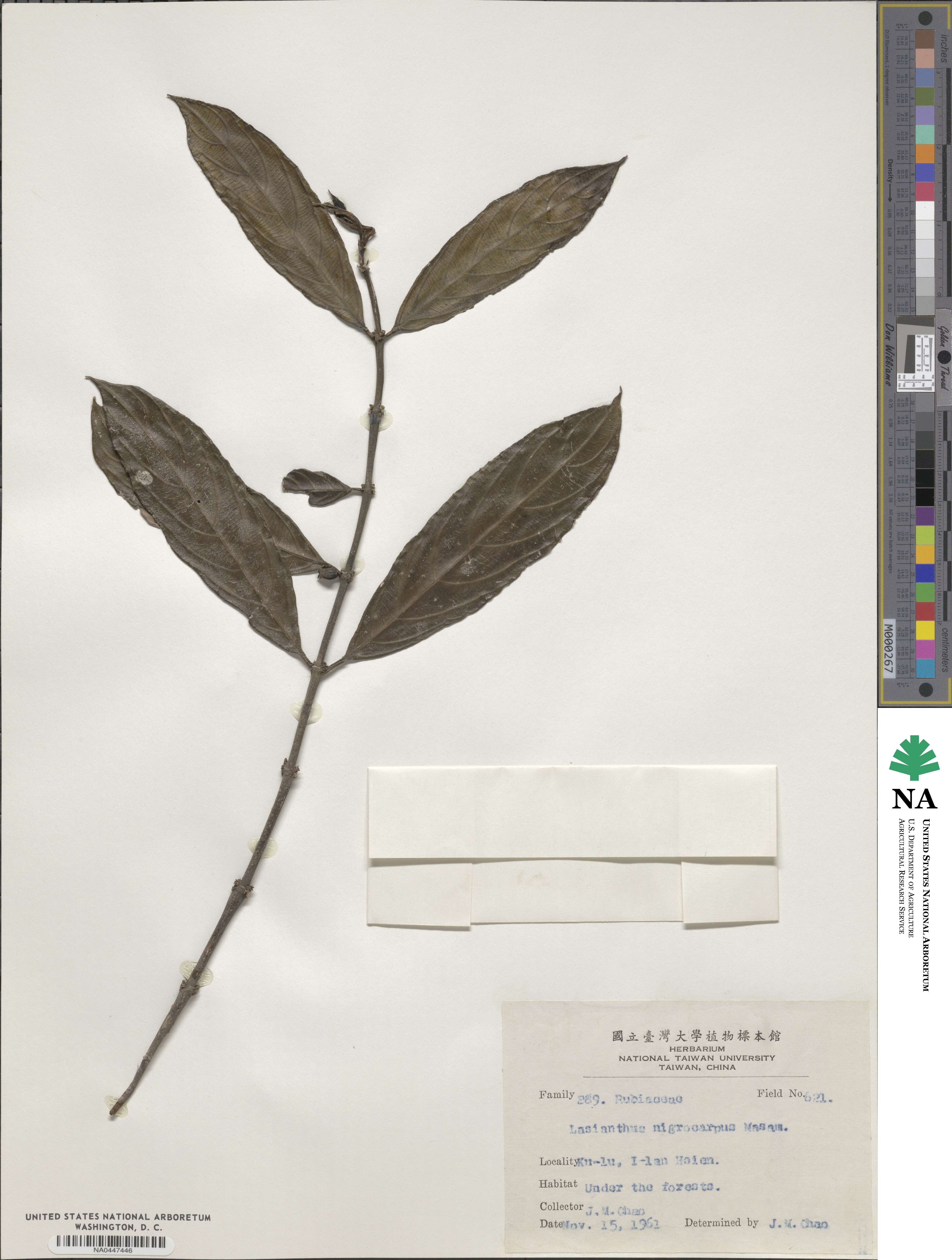 Lasianthus verticillatus image