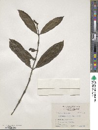 Lasianthus verticillatus image