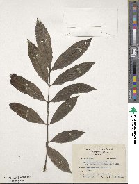 Lasianthus verticillatus image