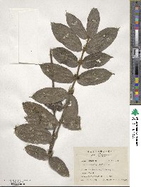 Lasianthus attenuatus var. attenuatus image