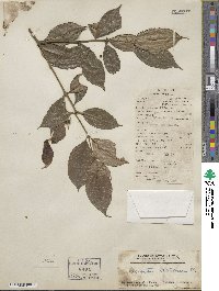 Image of Lasianthus stercorarius